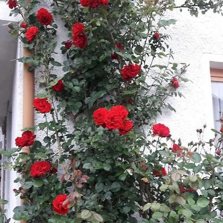 Stoletnika 亚戈迪纳